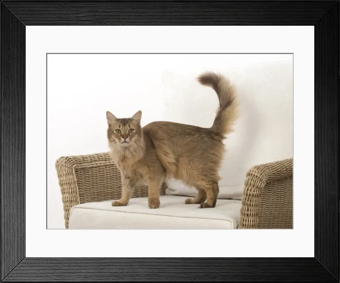 Framed Print : Picture No. 11772545 Framed Print : Picture No. 11772545