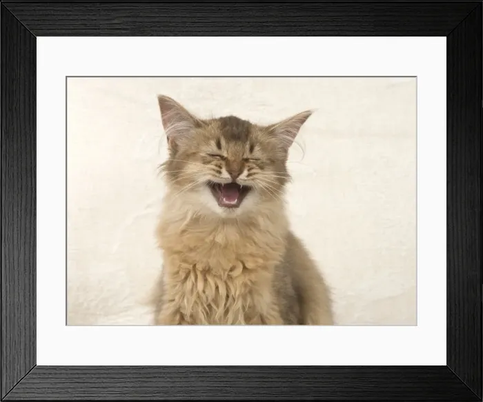 Framed Print : Picture No. 11772547 Framed Print : Picture No. 11772547