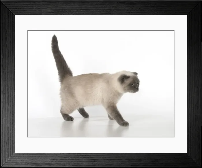 Framed Print : Picture No. 11772549 Framed Print : Picture No. 11772549