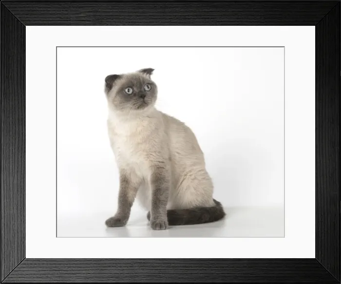 Framed Print : Picture No. 11772552 Framed Print : Picture No. 11772552