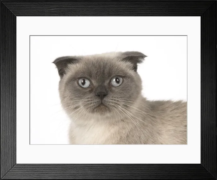 Framed Print : Picture No. 11772553 Framed Print : Picture No. 11772553