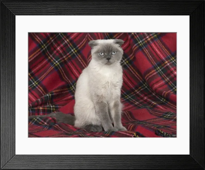 Framed Print : Picture No. 11772554 Framed Print : Picture No. 11772554