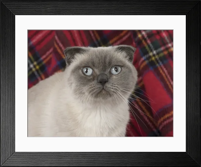 Framed Print : Picture No. 11772555 Framed Print : Picture No. 11772555