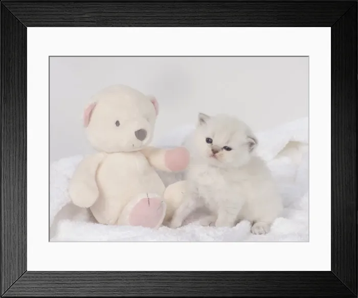 Framed Print : Picture No. 11772556 Framed Print : Picture No. 11772556