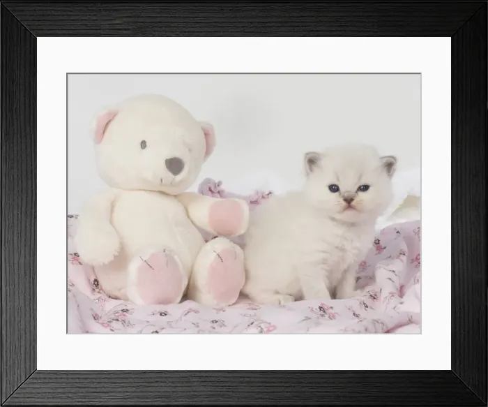 Framed Print : Picture No. 11772557 Framed Print : Picture No. 11772557