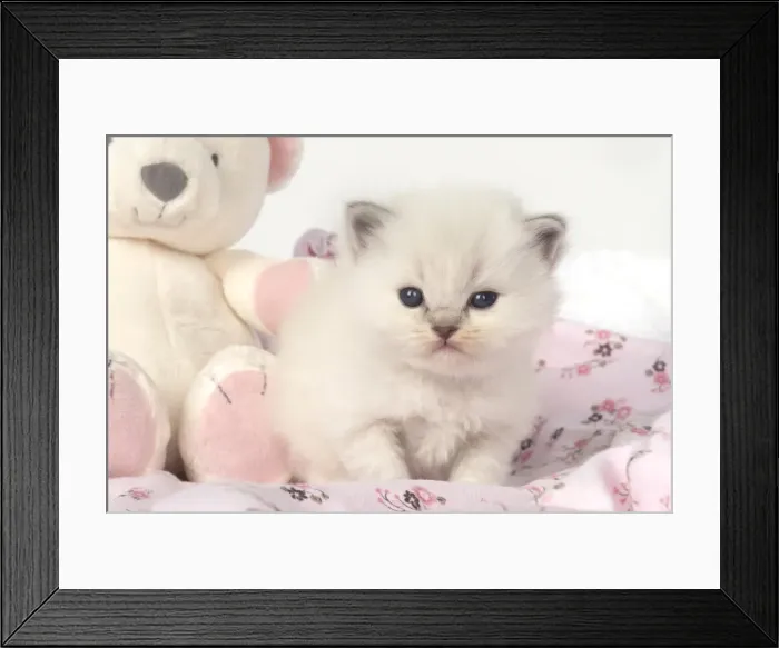 Framed Print : Picture No. 11772558 Framed Print : Picture No. 11772558