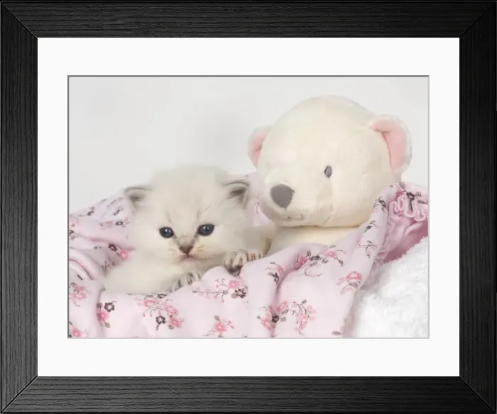 Framed Print : Picture No. 11772559 Framed Print : Picture No. 11772559