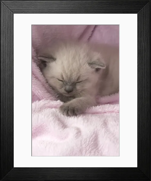 Framed Print : Picture No. 11772560 Framed Print : Picture No. 11772560