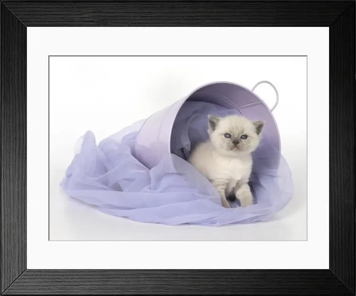 Framed Print : Picture No. 11772561 Framed Print : Picture No. 11772561