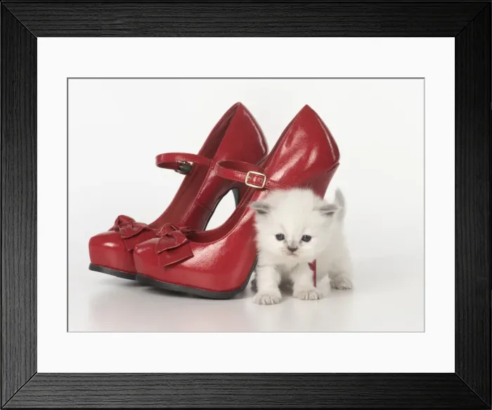 Framed Print : Picture No. 11772563 Framed Print : Picture No. 11772563