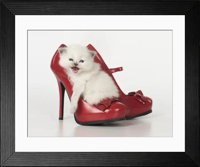 Framed Print : Picture No. 11772564 Framed Print : Picture No. 11772564