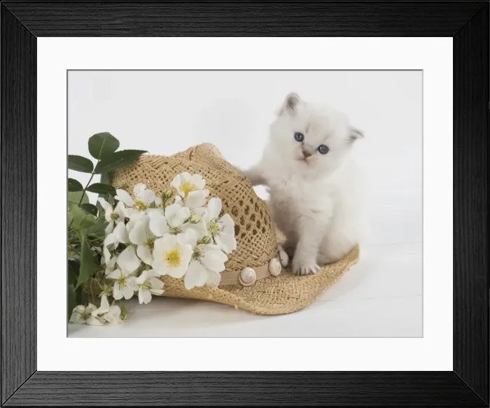 Framed Print : Picture No. 11772565 Framed Print : Picture No. 11772565