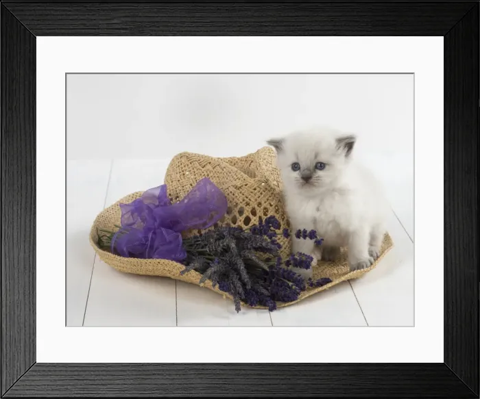 Framed Print : Picture No. 11772566 Framed Print : Picture No. 11772566