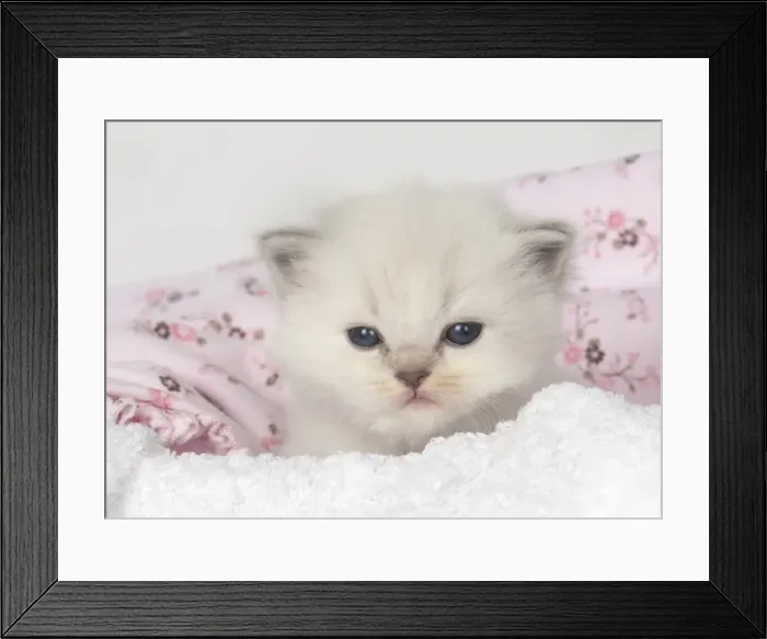 Framed Print : Picture No. 11772567 Framed Print : Picture No. 11772567