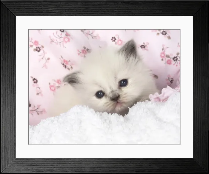 Framed Print : Picture No. 11772568 Framed Print : Picture No. 11772568