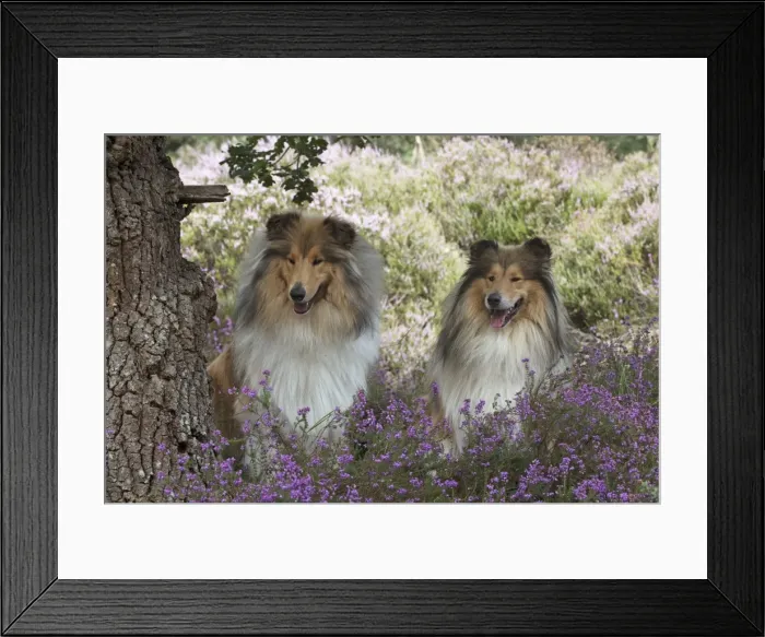 Framed Print : Picture No. 11772569 Framed Print : Picture No. 11772569