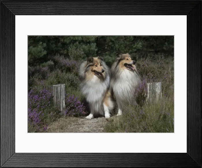 Framed Print : Picture No. 11772570 Framed Print : Picture No. 11772570