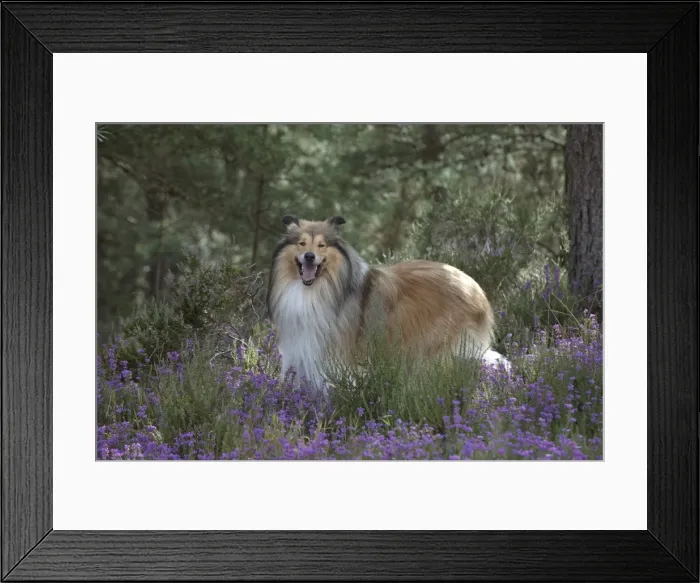 Framed Print : Picture No. 11772574 Framed Print : Picture No. 11772574