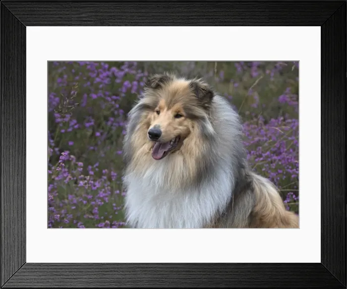 Framed Print : Picture No. 11772579 Framed Print : Picture No. 11772579