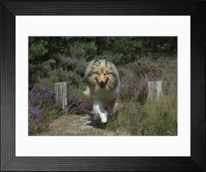 Framed Print : Picture No. 11772580 Framed Print : Picture No. 11772580