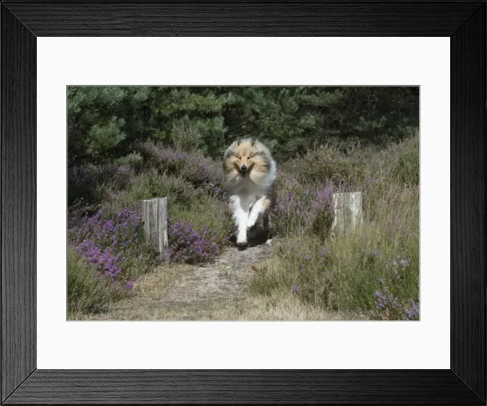 Framed Print : Picture No. 11772581 Framed Print : Picture No. 11772581
