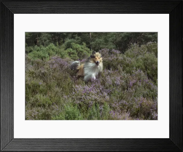 Framed Print : Picture No. 11772582 Framed Print : Picture No. 11772582