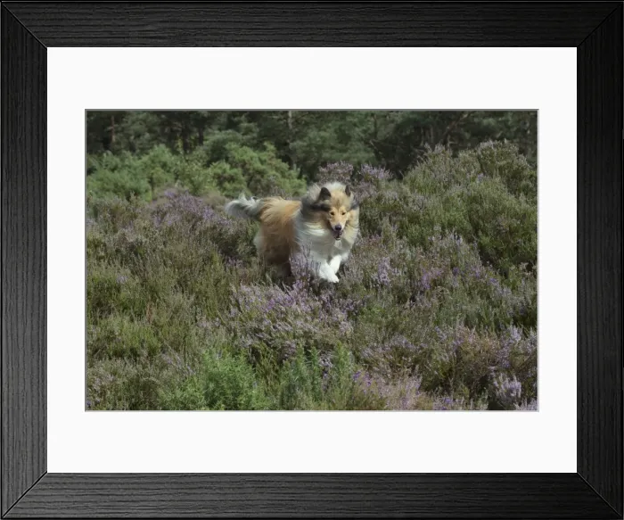 Framed Print : Picture No. 11772583 Framed Print : Picture No. 11772583