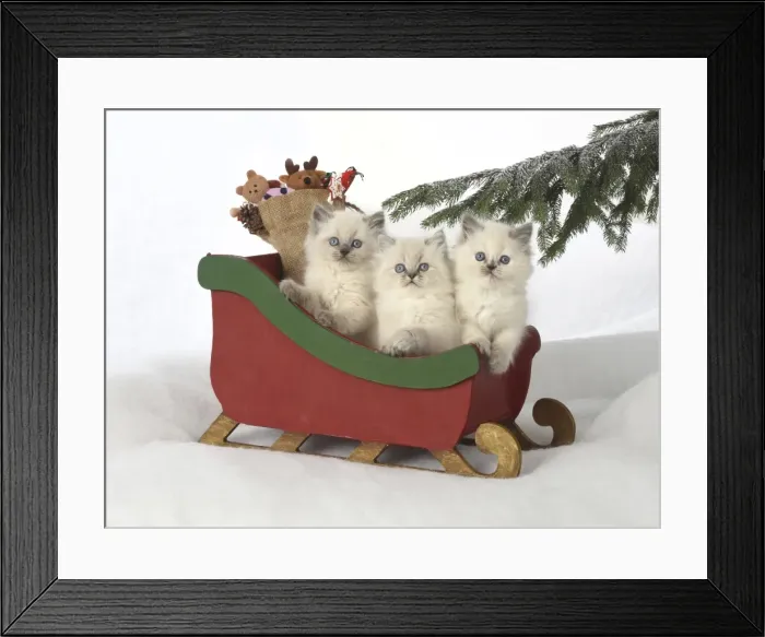 Framed Print : Picture No. 11772585 Framed Print : Picture No. 11772585