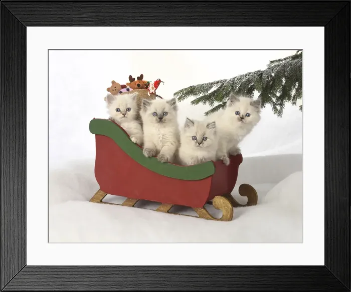 Framed Print : Picture No. 11772587 Framed Print : Picture No. 11772587