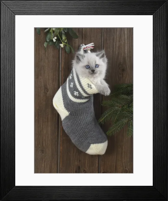 Framed Print : Picture No. 11772588 Framed Print : Picture No. 11772588