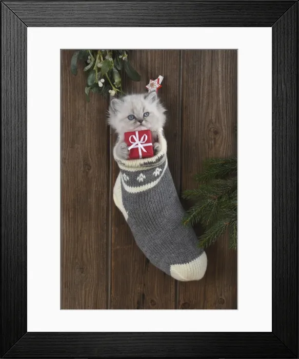 Framed Print : Picture No. 11772589 Framed Print : Picture No. 11772589