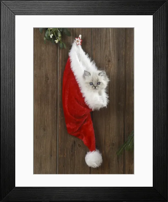 Framed Print : Picture No. 11772590 Framed Print : Picture No. 11772590