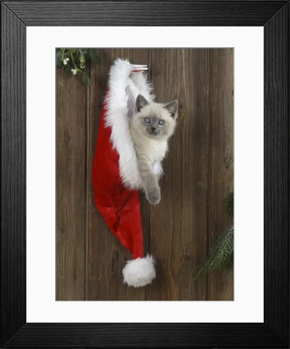 Framed Print : Picture No. 11772591 Framed Print : Picture No. 11772591