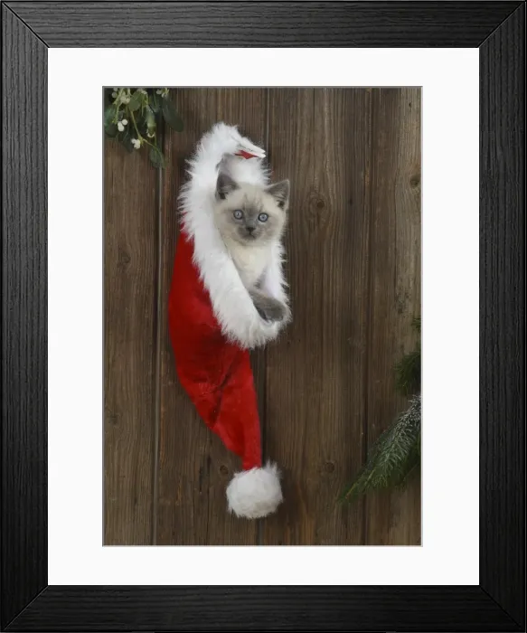 Framed Print : Picture No. 11772592 Framed Print : Picture No. 11772592