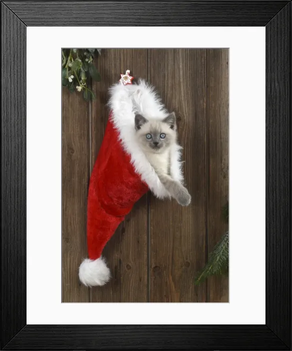 Framed Print : Picture No. 11772593 Framed Print : Picture No. 11772593