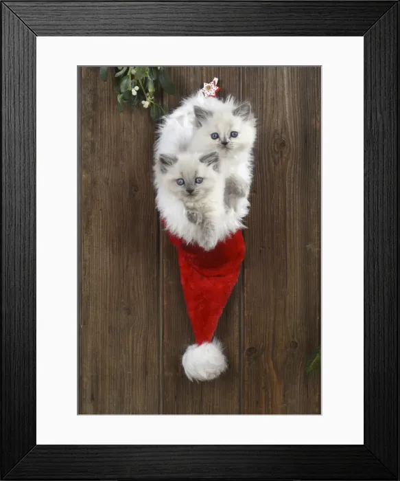 Framed Print : Picture No. 11772594 Framed Print : Picture No. 11772594