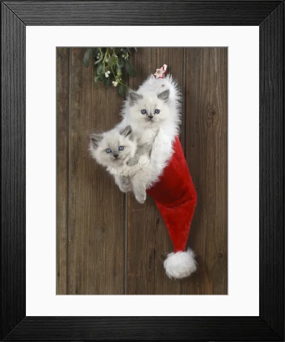 Framed Print : Picture No. 11772595 Framed Print : Picture No. 11772595