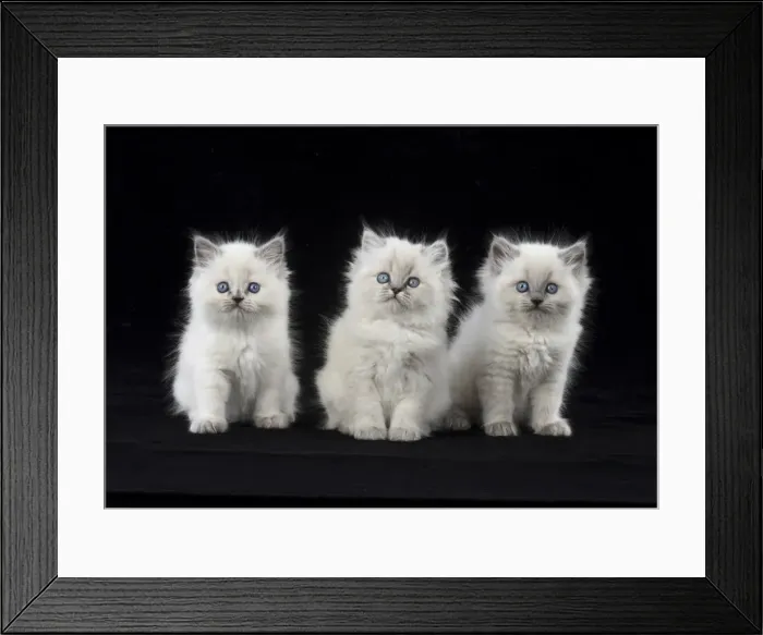 Framed Print : Picture No. 11772597 Framed Print : Picture No. 11772597