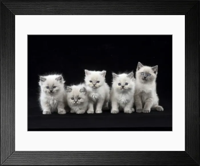 Framed Print : Picture No. 11772598 Framed Print : Picture No. 11772598