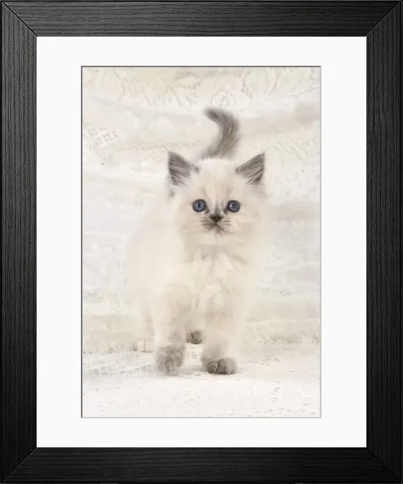 Framed Print : Picture No. 11772599 Framed Print : Picture No. 11772599
