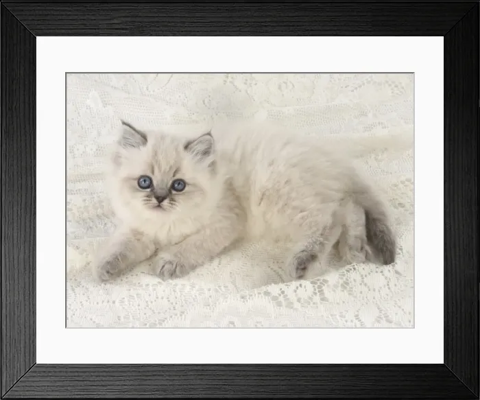 Framed Print : Picture No. 11772601 Framed Print : Picture No. 11772601