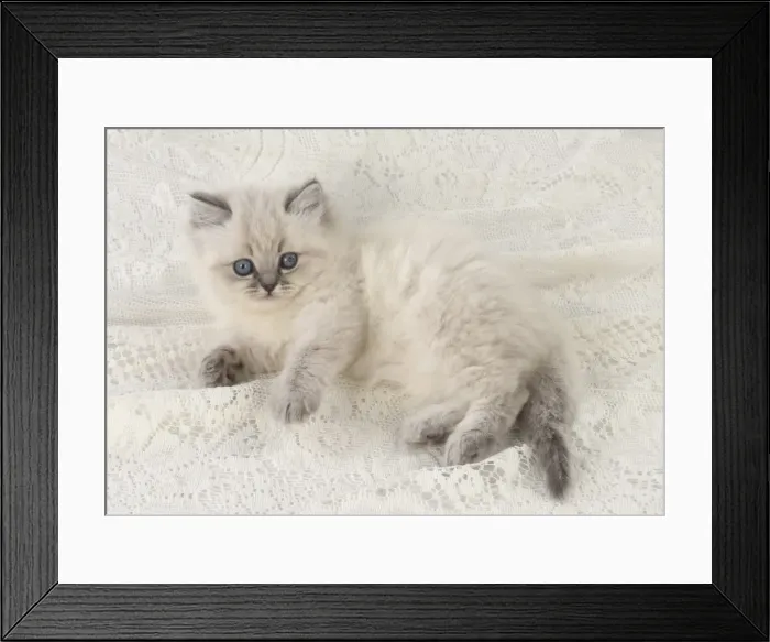 Framed Print : Picture No. 11772602 Framed Print : Picture No. 11772602