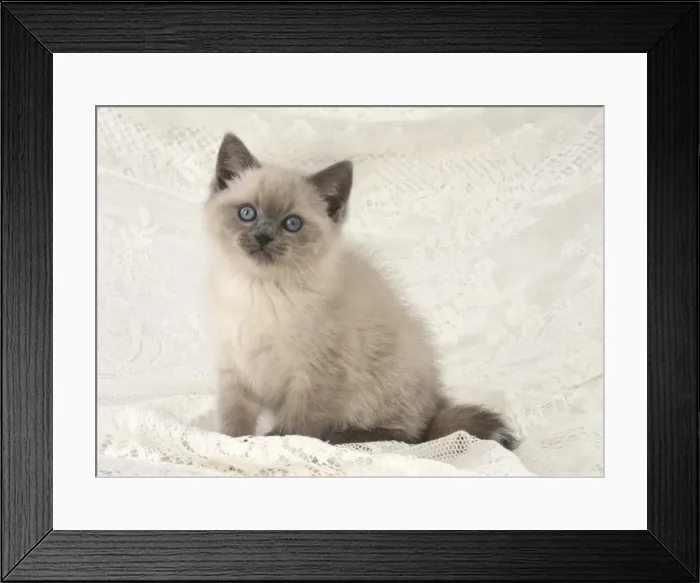 Framed Print : Picture No. 11772603 Framed Print : Picture No. 11772603