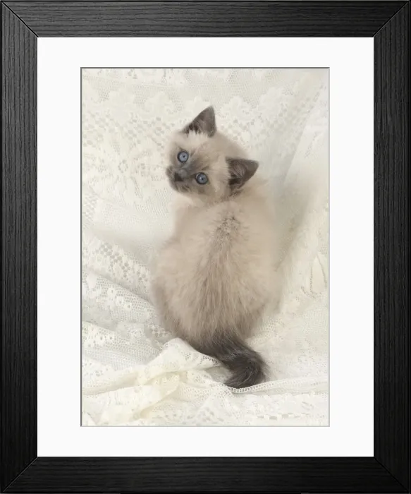 Framed Print : Picture No. 11772604 Framed Print : Picture No. 11772604
