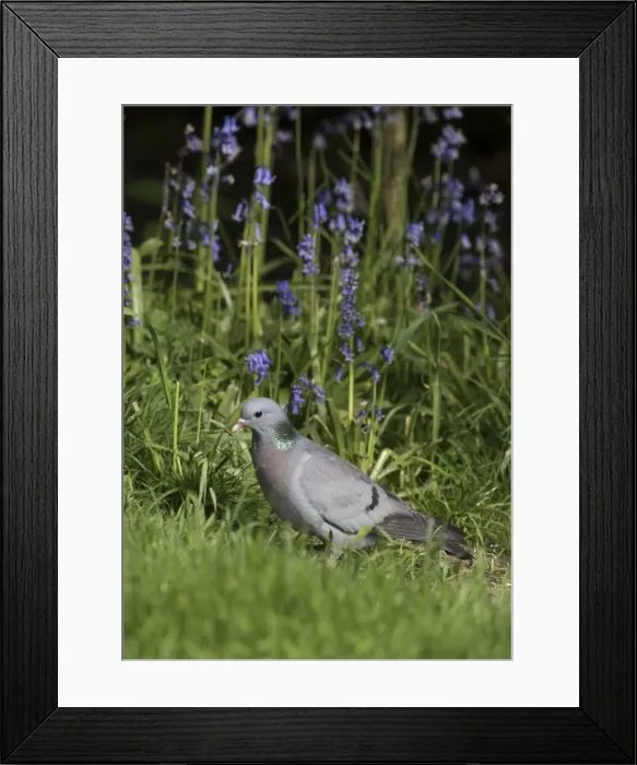 Framed Print : Picture No. 11772605 Framed Print : Picture No. 11772605
