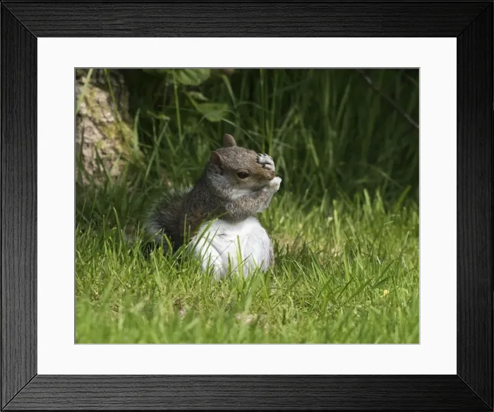 Framed Print : Picture No. 11772609 Framed Print : Picture No. 11772609