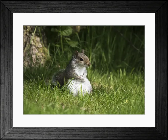Framed Print : Picture No. 11772610 Framed Print : Picture No. 11772610