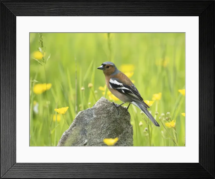Framed Print : Picture No. 11772611 Framed Print : Picture No. 11772611