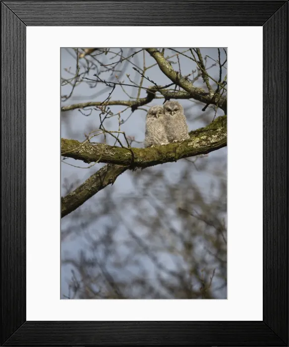 Framed Print : Picture No. 11772612 Framed Print : Picture No. 11772612