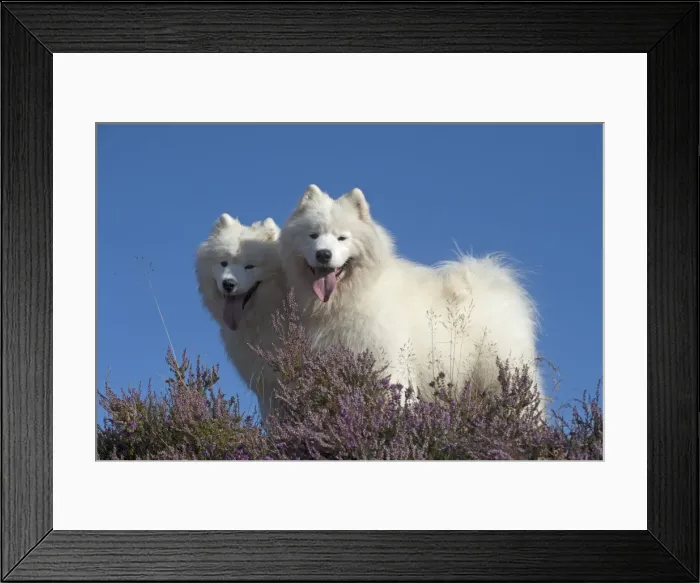 Framed Print : Picture No. 11772613